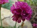 2011-0517-1130_Dianthus_15,9C